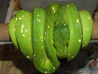 40. SUPIORI, female, 330g - 360€